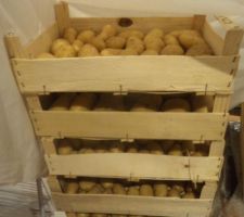 Recolte 2025 de petites pommes de terre