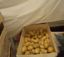 La petite caissette de pommes de terre