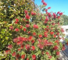 Couvert de fleurs et d'abeilles butinant