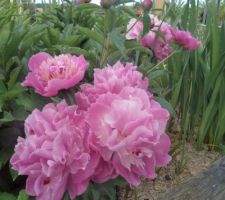 Pivoines en fleurs dans le jardin