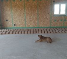 un chien de saison