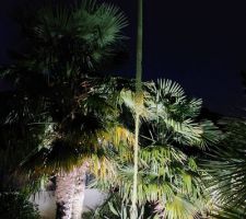 FLORAISON D UNE AGAVE