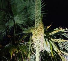 FLORAISON D UNE AGAVE
