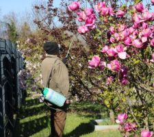 Le magnolia Cleopatra à grosses fleurs a bien poussé