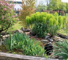 Euphorbe characias wulfenii