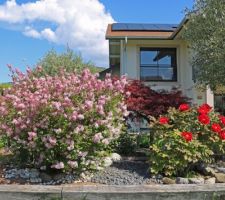 Syringa Josée (Lilas de Chine hybride compact) et pivoine