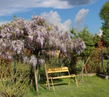 Glycine japonaise