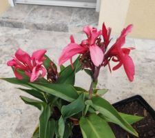Petit canna