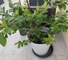 Myrtiller qui a bien poussé cette année
