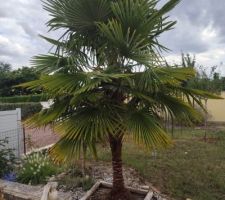 Palmier chamerops humilis (3/4 m de haut), qui a 10 ans en pleine terre (il a bien poussé) mais il doit avoir au moins 15 ans (il était en pot avant)