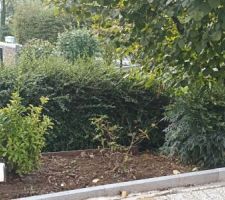 Début de la taille des haies, arbres etc... pour faire place nette