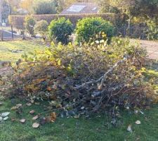 Début de la taille des haies, arbres etc... pour faire place nette