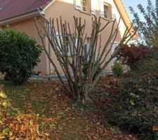 Début de la taille des haies, arbres etc... pour faire place nette
