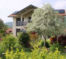Arbre gris argenté (Caspica), pour une maison dans la verdure