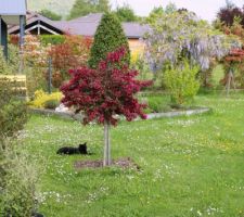 A l'avant des jolis v&eacute;g&eacute;taux, je tr&ocirc;ne sur ma fr&ecirc;le tigette. Qui suis-je ?