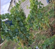 Première récolte de mes pieds de vignes plantés au printemps