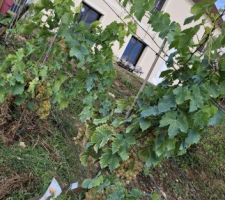 Première récolte de mes pieds de vignes plantés au printemps