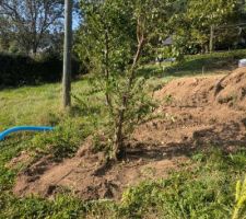 Plantation du mirabellier qui était déjà présent sur le terrain au bord de la route