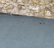 Un chat s'est fait surprendre dans la dalle fraiche...