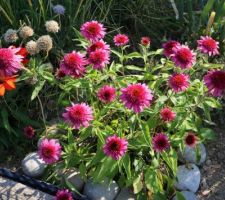 Dans le Carré aux épices, Echinacées, jamais envahissantes