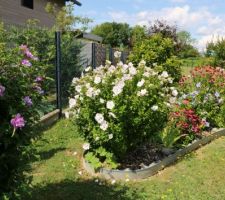 Hibiscus : Ardens et Chinese chiffon