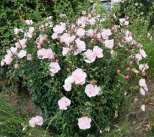 Hibiscus Pink chiffon, rose pâle, variété de petite taille