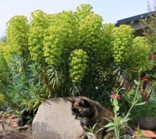La minette noire se cache, l'écaille surgit pour être, elle, sur la photo ! Euphorbe chariacas wulfenii