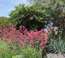 Mahonia, olivier, valérianes, asphodèle