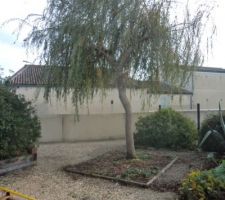 Pauvre saule une branche encore cassé avec la tempête augustine d'octobre 2025 oups!