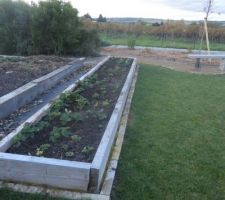 Nettoyage du parterre des fraisiers d&eacute;doublage et remis en pleine terre