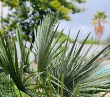Le jardin mi novembre sous la pluie