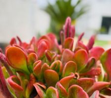 Le jardin mi novembre sous la pluie