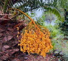 Le jardin mi novembre sous la pluie