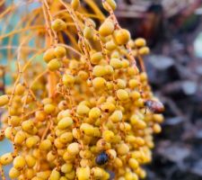 Le jardin mi novembre sous la pluie