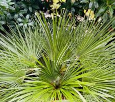 Le jardin mi novembre sous la pluie