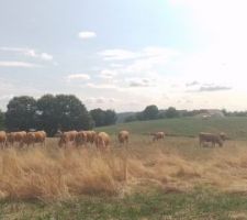 Les voisines...on a vu pire.