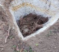 Pour enterrer les souches de pins de 50 ans