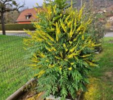 Mahonia Winter sun, déjà en pleine floraison