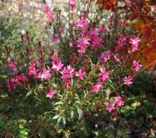 En octobre, Gauras encore bien fleuris, tout comme les Rozannes bleu violet, et les sedums, rois de l'automne
