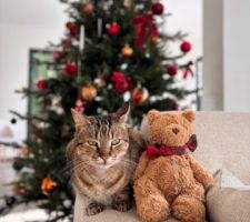 Mephisto et le sapin 2025