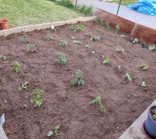 Petit potager de Mme