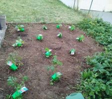 Petit potager de Mme