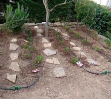 Petit potager avec arrosage automatique modulable: 
Nne vanne en t&ecirc;te de chaque ligne permet de moduler l'arrosage en fonction des plantations. 11 arroseurs par ligne qu'on peut &eacute;galement fermer individuellement
Tomates, fraises et salades sont attendues cet &eacute;t&eacute;.