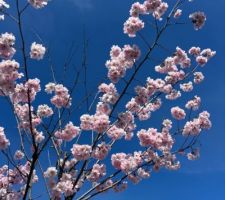 Le printemps arrive
Cerisier du Japon