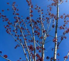 Le printemps arrive
Erable