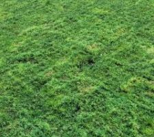 Garage v&eacute;g&eacute;talis&eacute;