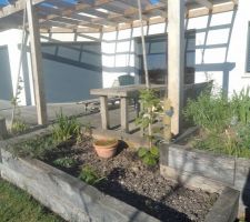 Exit les solanum grignot&eacute;s par d'&eacute;normes chenilles a corne, remplac&eacute; par des kiwis fin d'&eacute;t&eacute; 2025 ...ils vont trouver leur place et grimper jusqu'en haut de la pergola
pour les fruits je crois qu'il faudra attendre .................longtemps