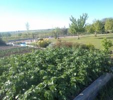 Mon potager version 2026 les pommes de terre, les oignons ont bien commenc&eacute; leur pousse, j'ai trouv&eacute; des plants de tomates 10 en nettoyant le potager donc la surprise sera totale pour la forme et la couleur.dans le second carr&eacute; les graines de butternuts ont germ&eacute;es, j'attends la lev&eacute;e des potirons et des concombres..le semis de courgettes un &eacute;chec: 12 graines pour trois plants .