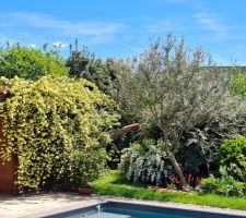 Ajout de Saxifrage de l'ombre (d&eacute;sespoir du peintre) au pied de l'olivier. Le rosier de Banks et le spir&eacute;e sont en fleur