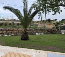 Palmier des canaries au premier plan et washingtonia au fond